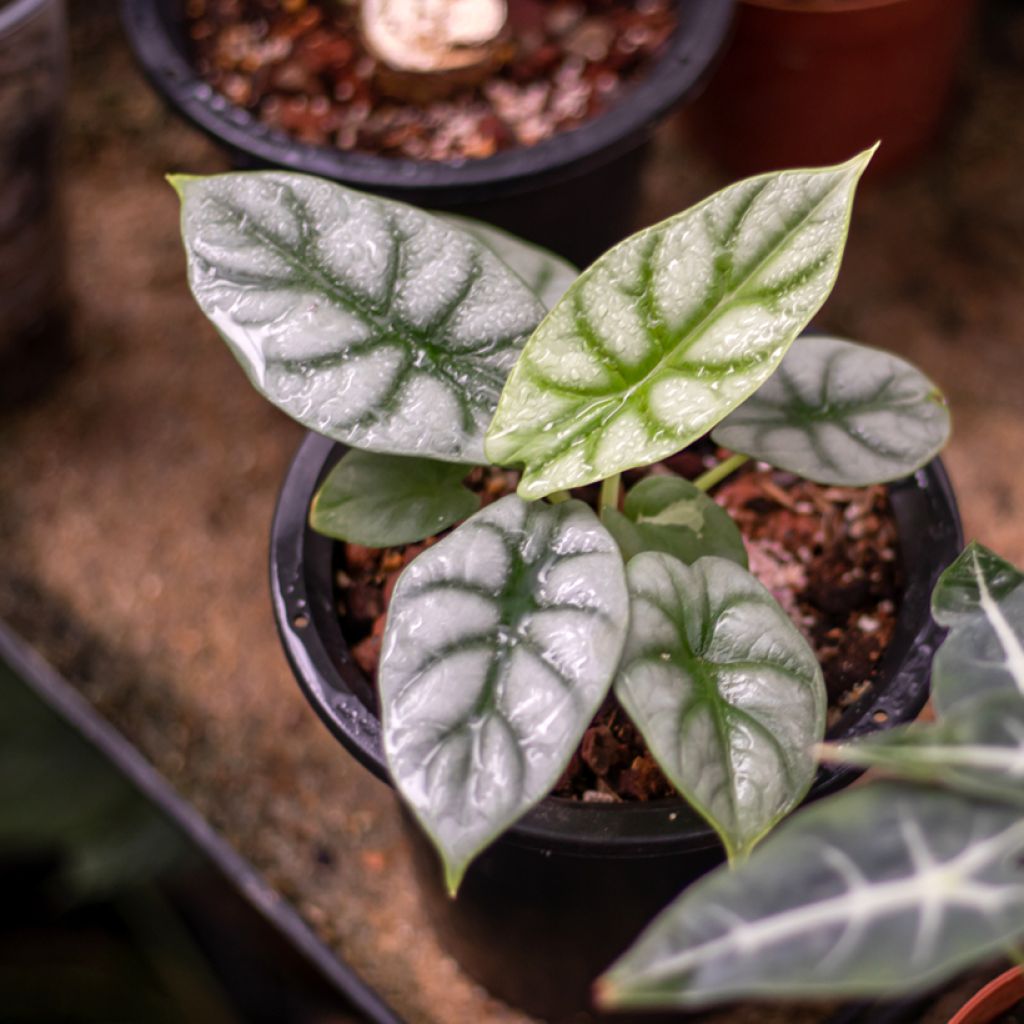 Alocasia baginda Silver Dragon