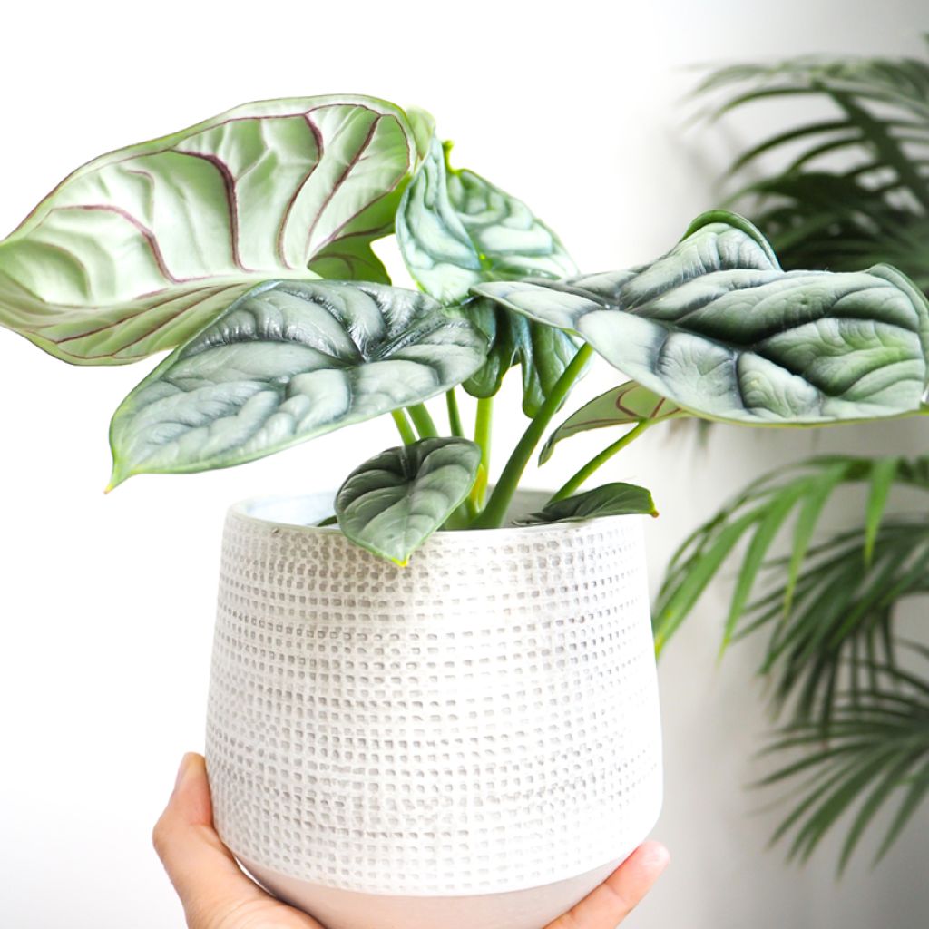 Alocasia baginda Silver Dragon