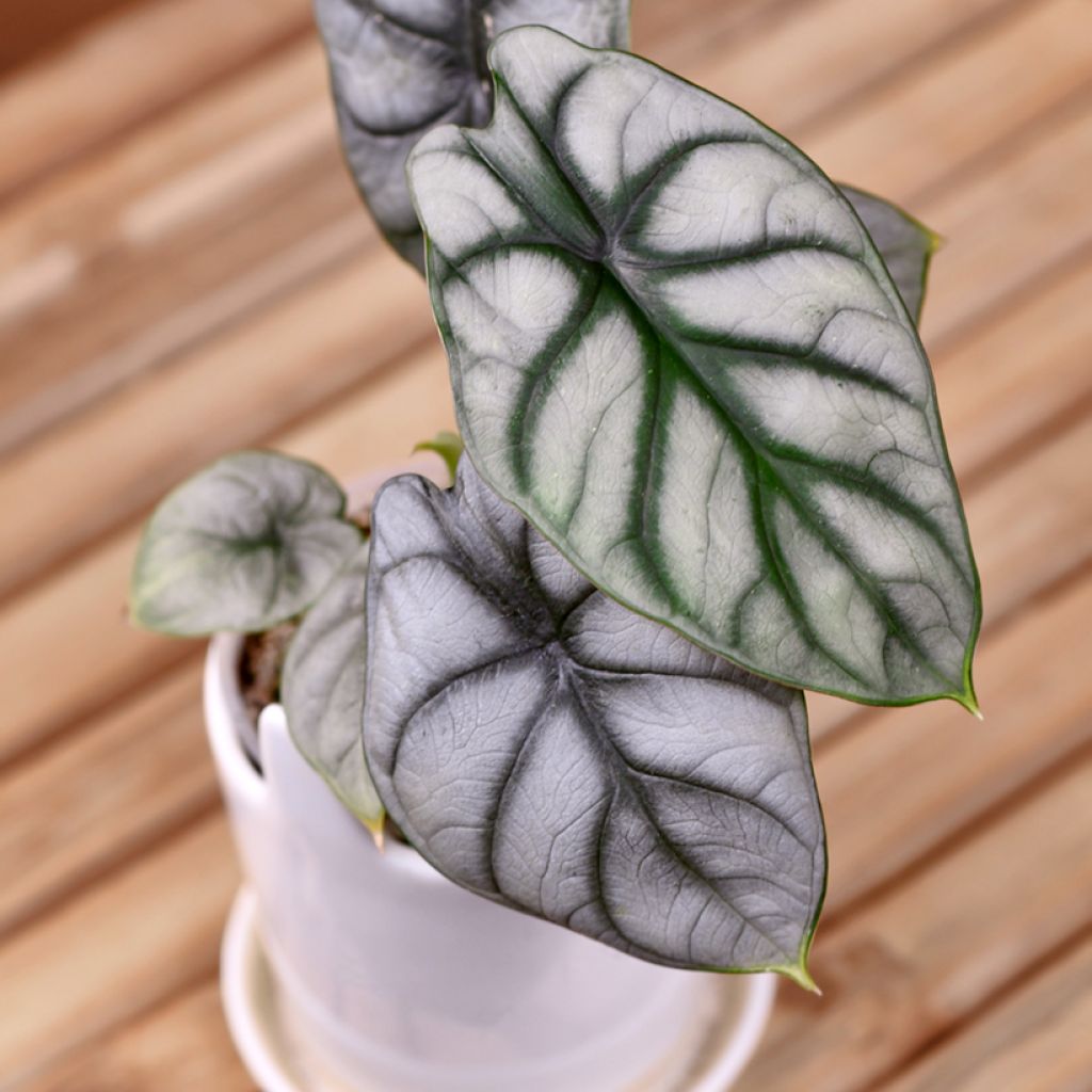 Alocasia baginda Silver Dragon