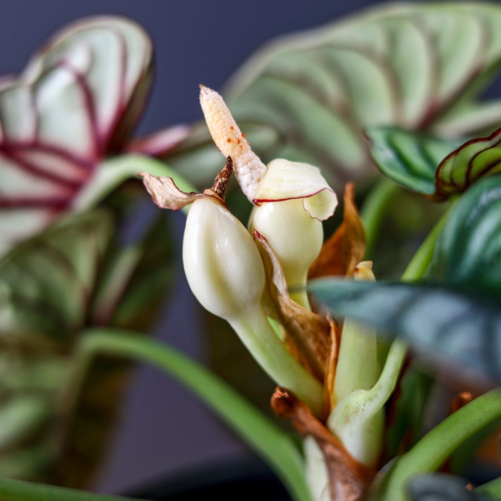 Alocasia baginda Silver Dragon