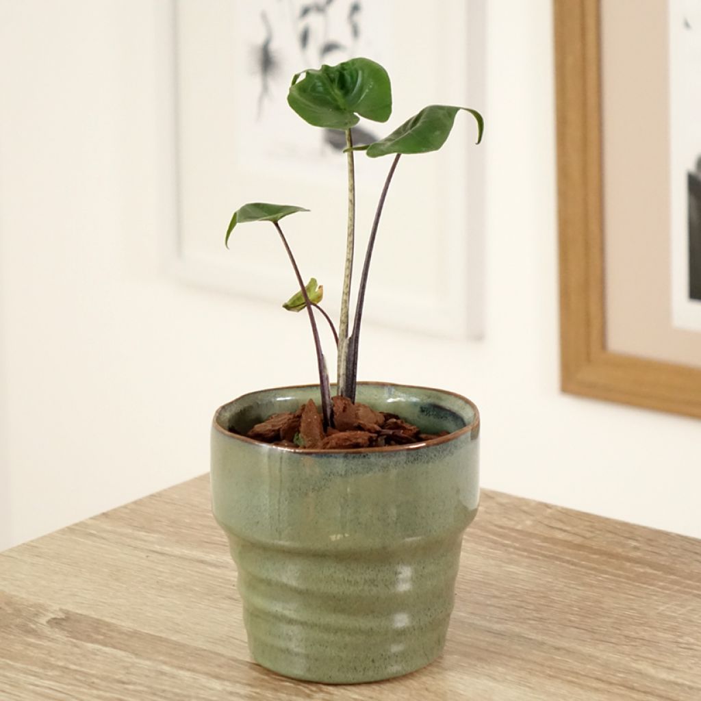 Alocasia Stingray
