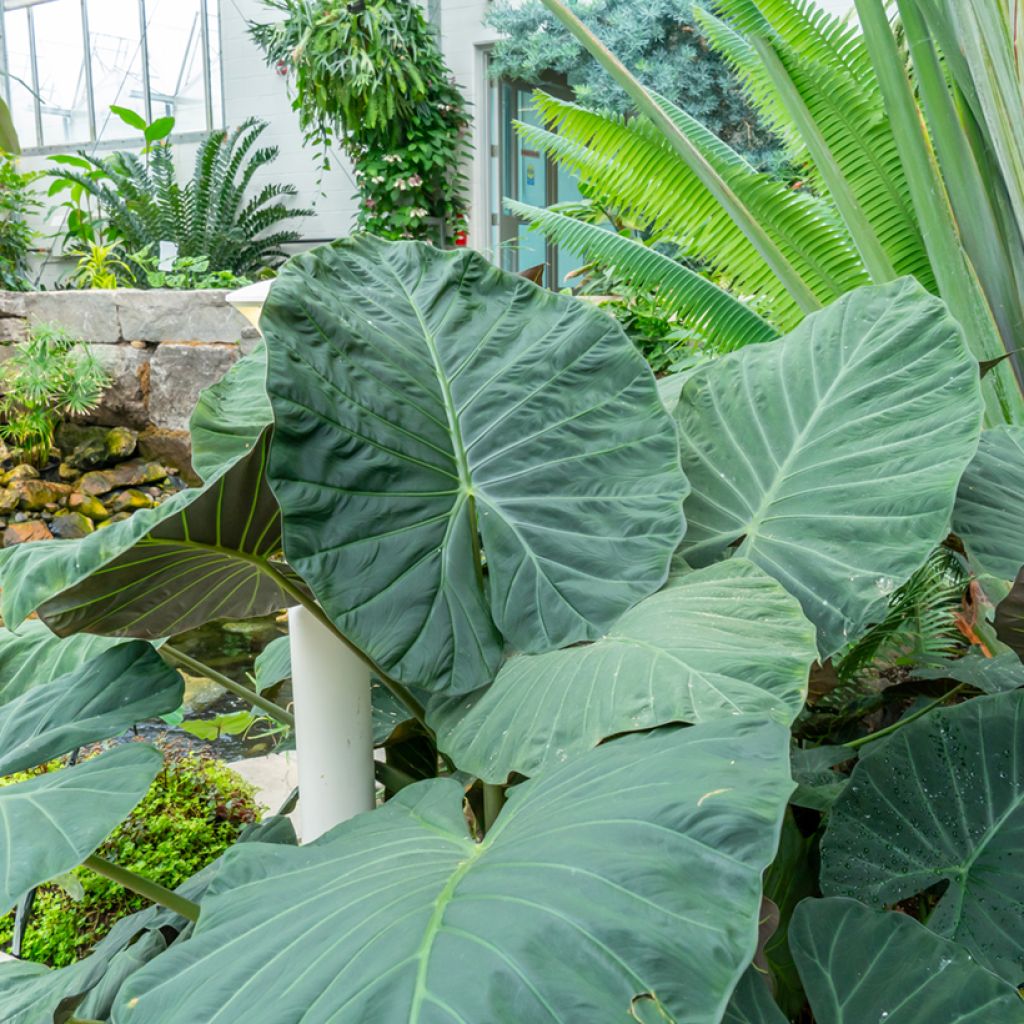 Alocasia Sumo