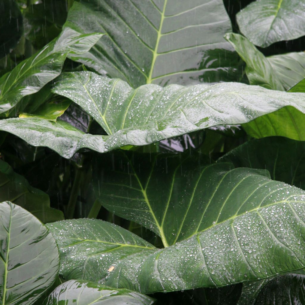 Alocasia Sumo