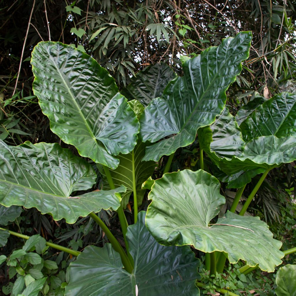 Alocasia Sumo