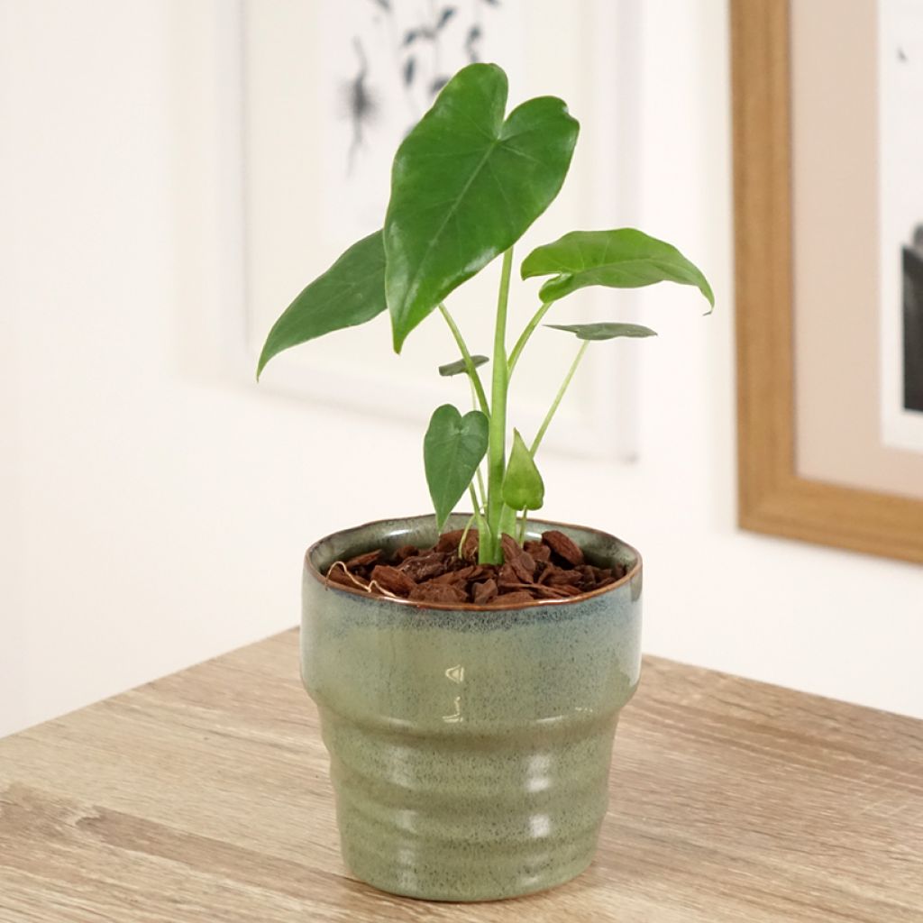 Alocasia gageana California