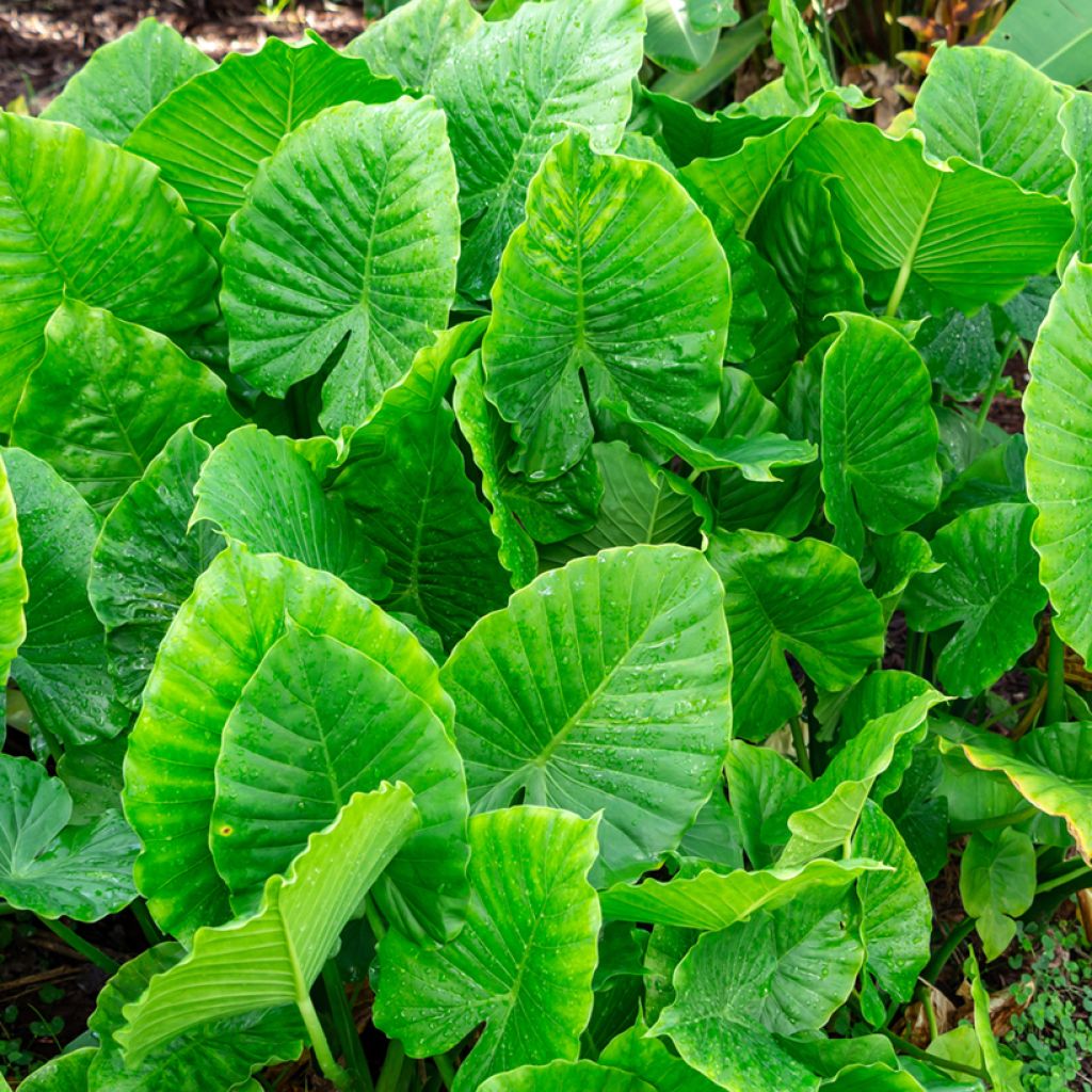 Alocasia gageana California