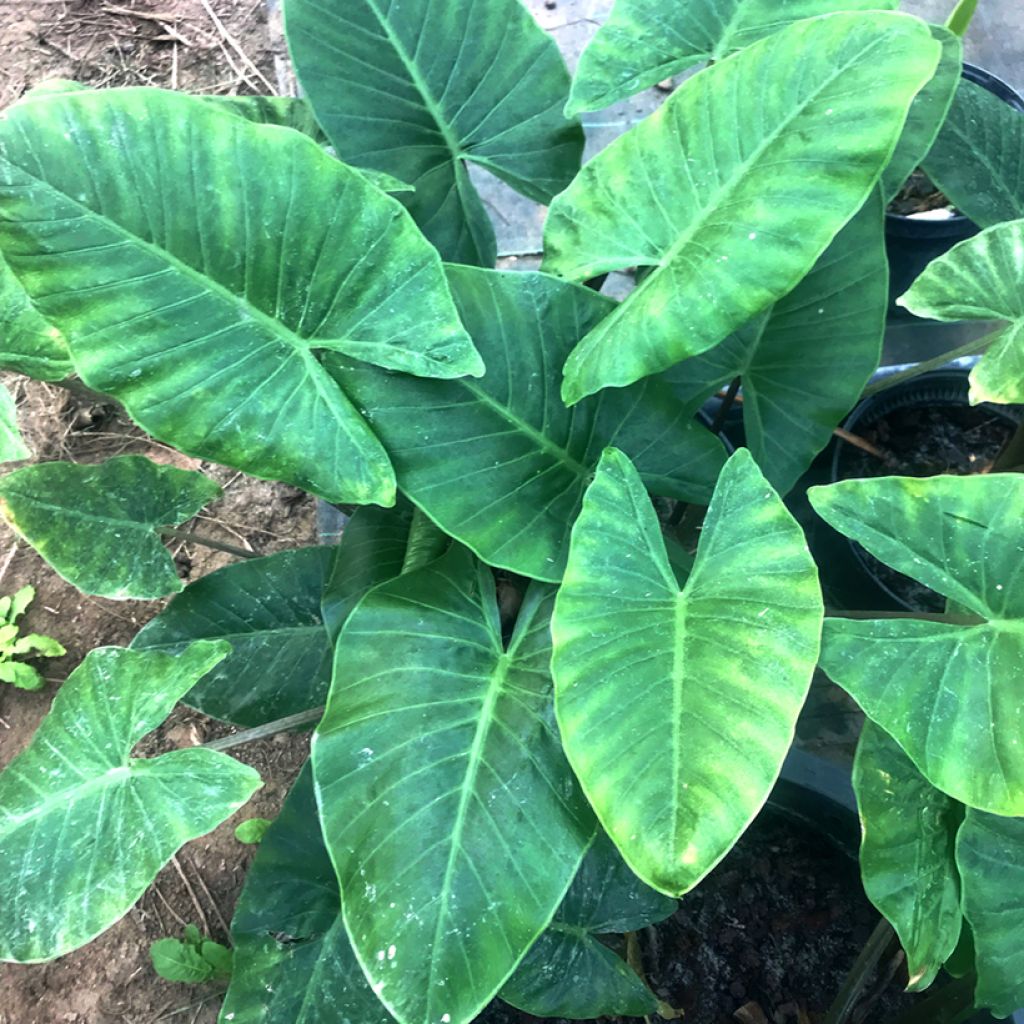 Alocasia cucullata