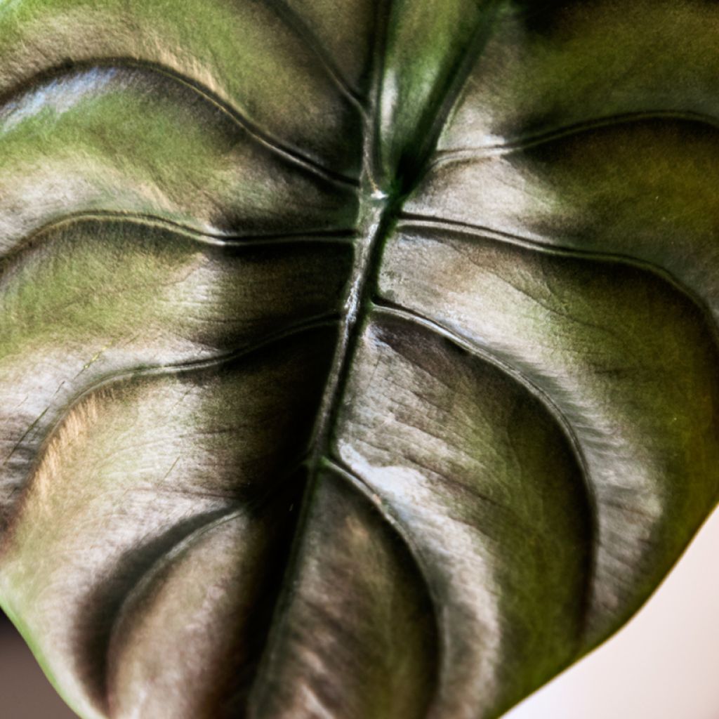 Alocasia cuprea Vermelha