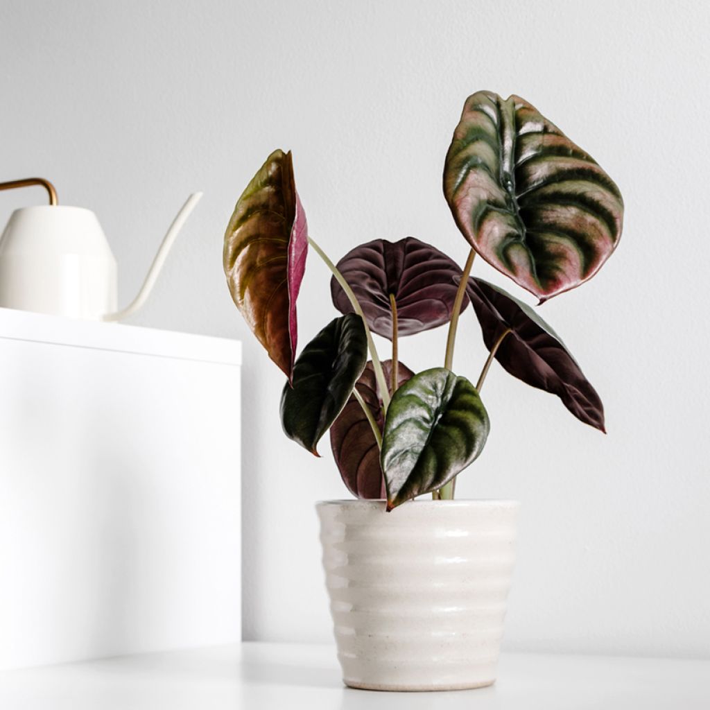 Alocasia cuprea Vermelha