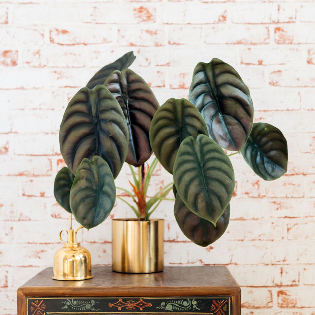 Alocasia cuprea Vermelha
