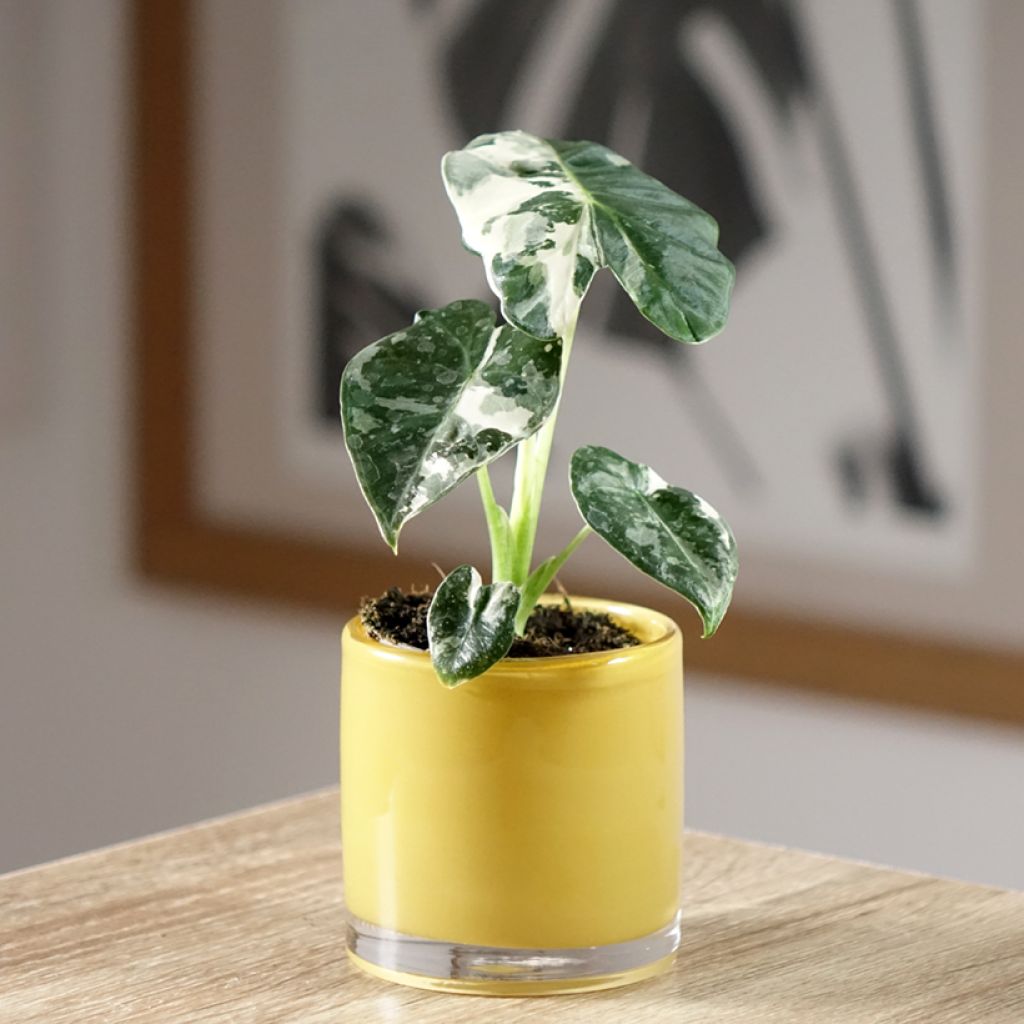 Alocasia Frydek Variegata - Oreille d'éléphant