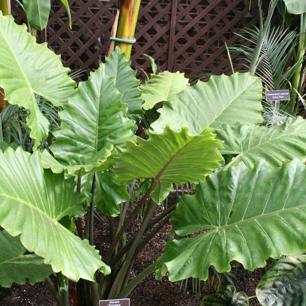 Alocasia wentii Portodora