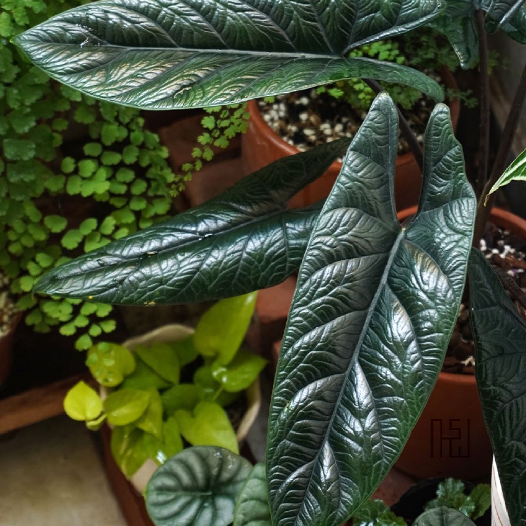 Alocasia scalprum