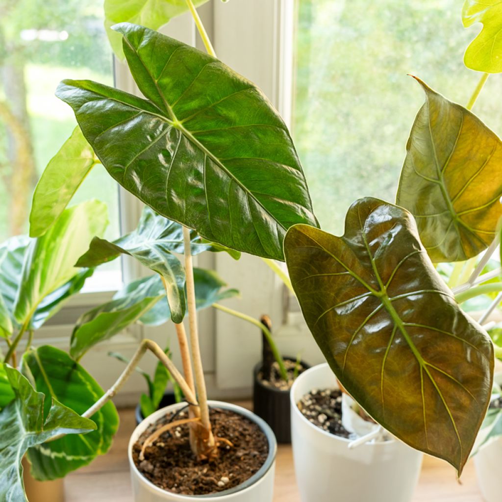 Alocasia wentii