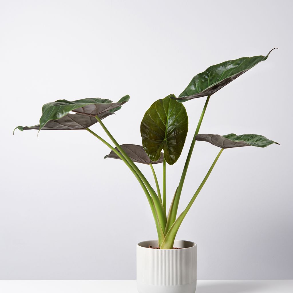 Alocasia Williams hybrid