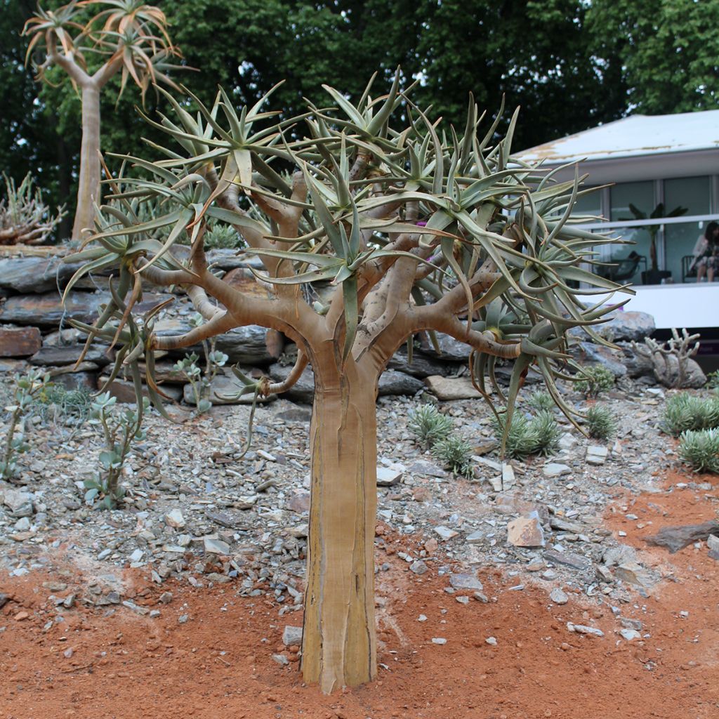 Aloe dichotoma
