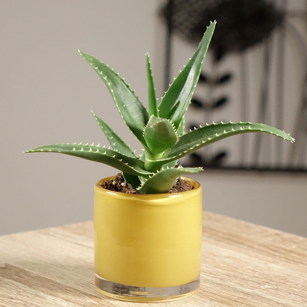 Aloe perfoliata