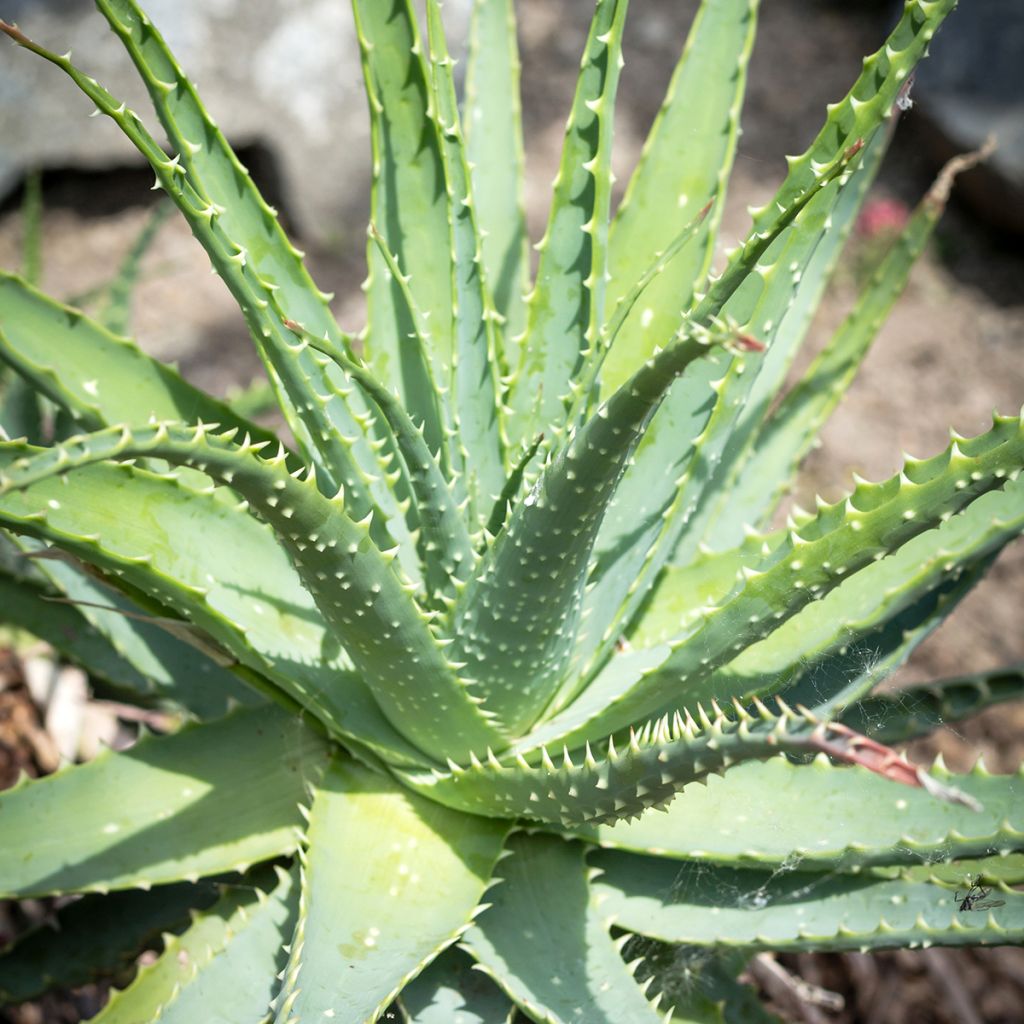 Aloe × spinosissima