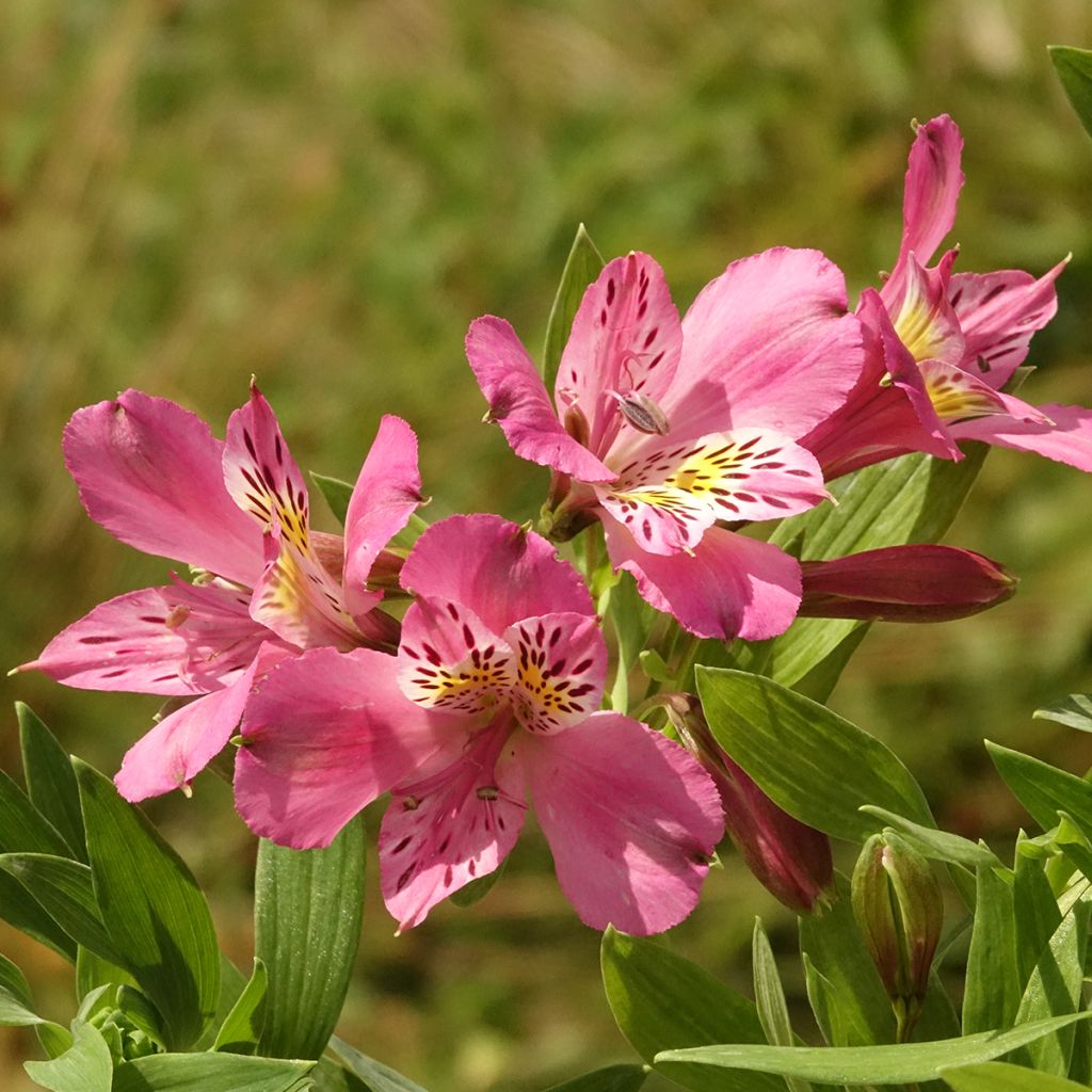 Alstroeméria Duc d'Anjou Charles