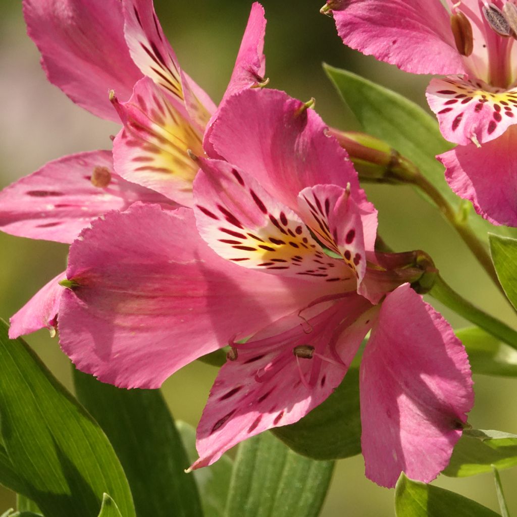 Alstroeméria Duc d'Anjou Charles