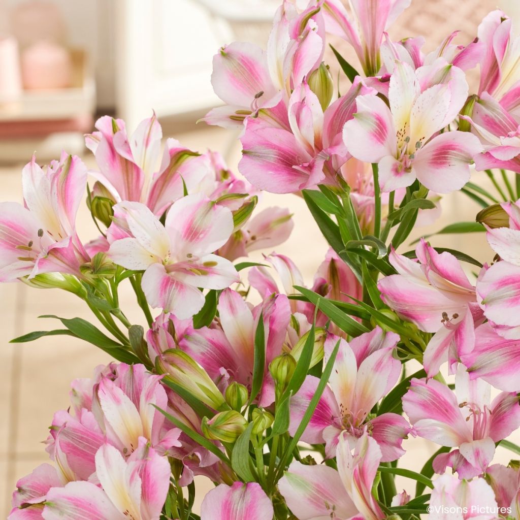 Alstroeméria Duchesses d'Anjou Emilie - Lírio-dos-incas