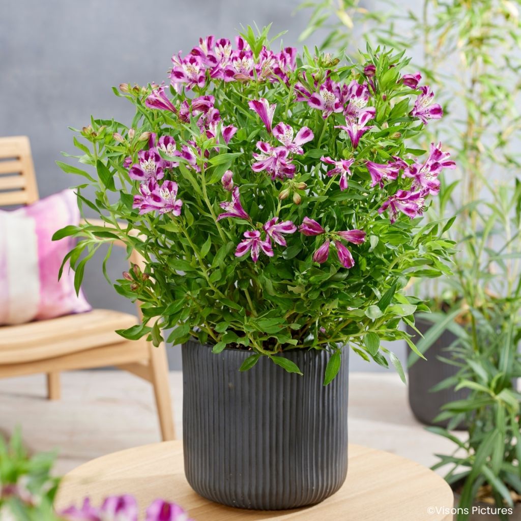 Alstroeméria Duchesses d'Anjou Valentine - Lírio-dos-incas