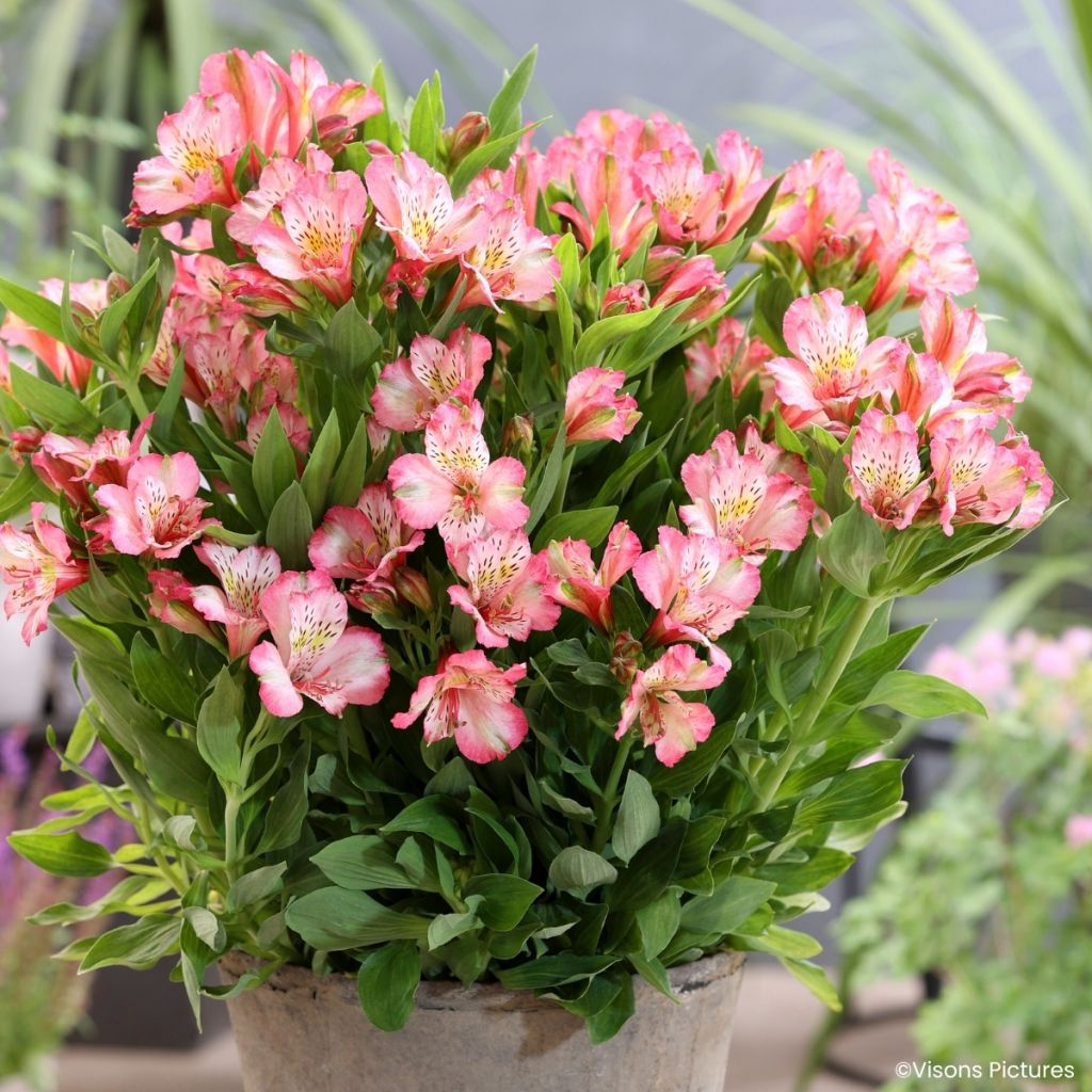 Alstroeméria Pitchounes Charlotte - Lírio-dos-incas