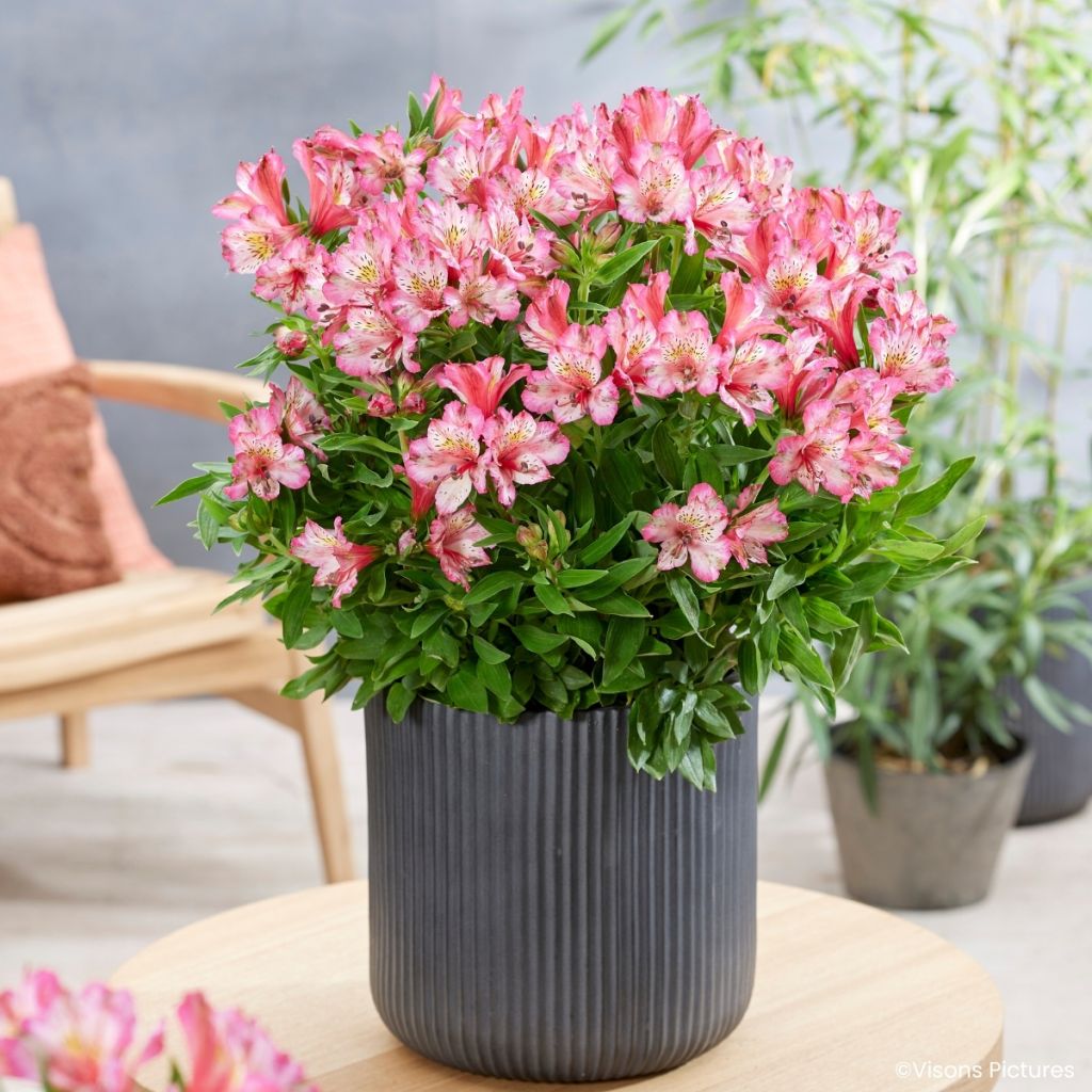 Alstroeméria Pitchounes Charlotte - Lírio-dos-incas