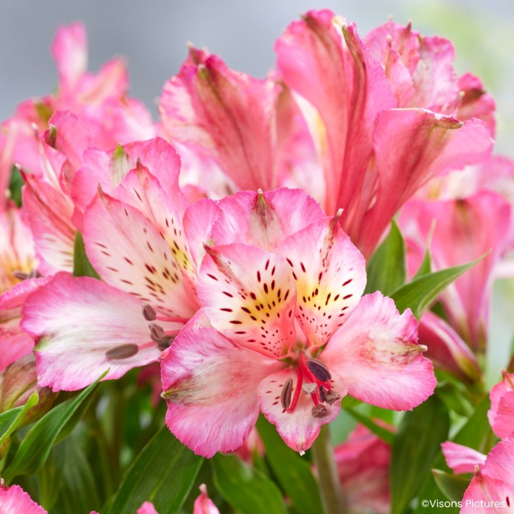 Alstroeméria Pitchounes Charlotte - Lírio-dos-incas