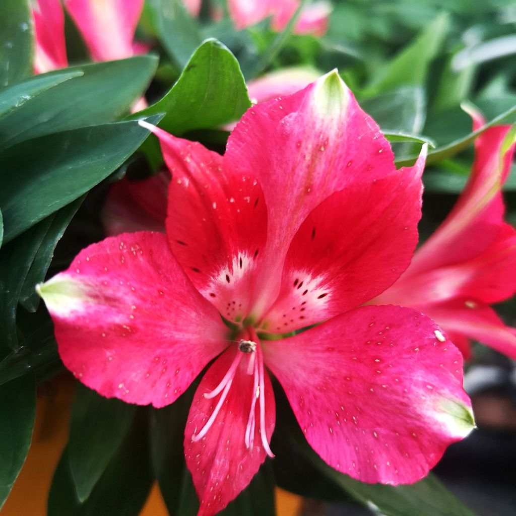 Alstroeméria Pitchounes Lily Rose - Lírio-dos-incas