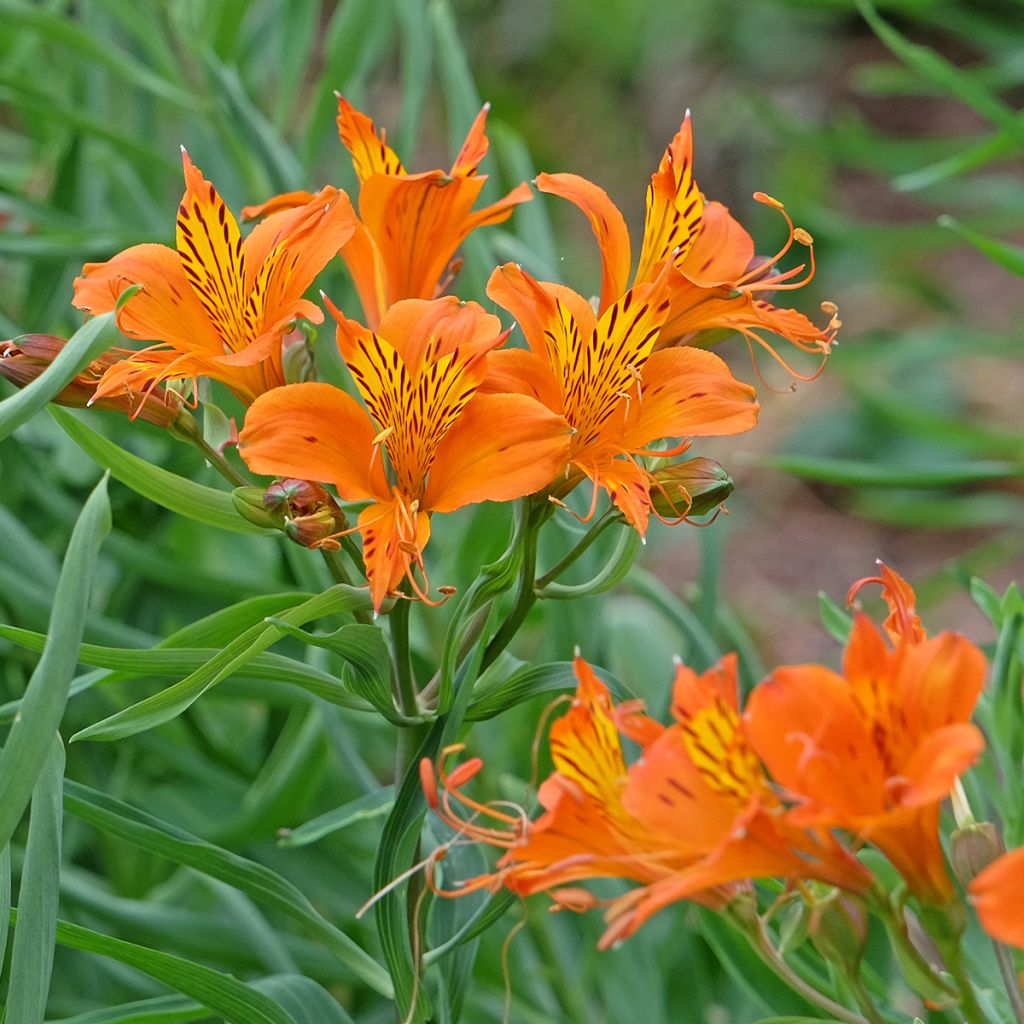 Alstroeméria Orange King