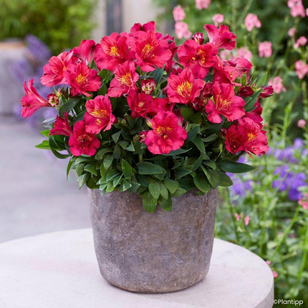 Alstroeméria Incalys Cherry