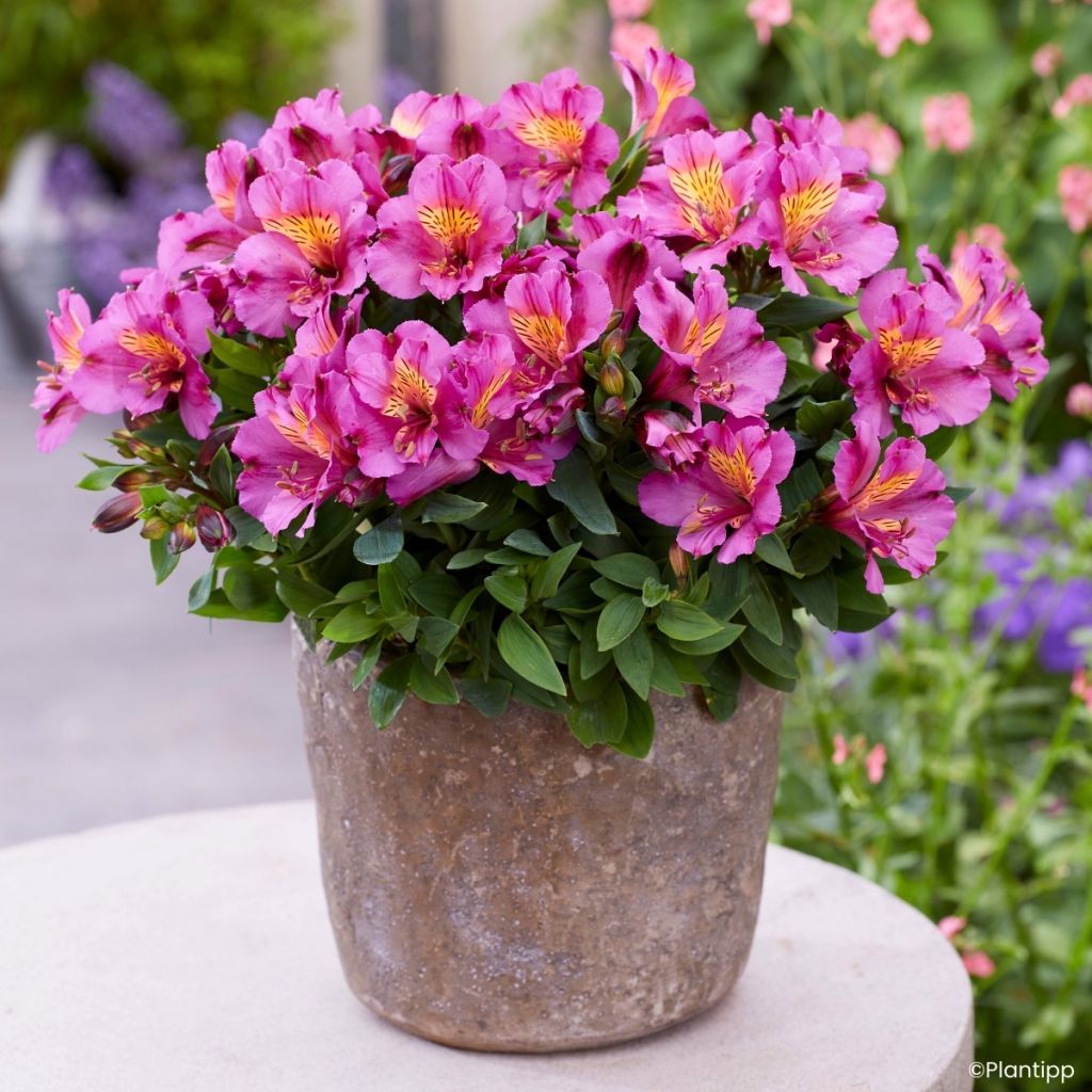 Alstroeméria Incalys Purple