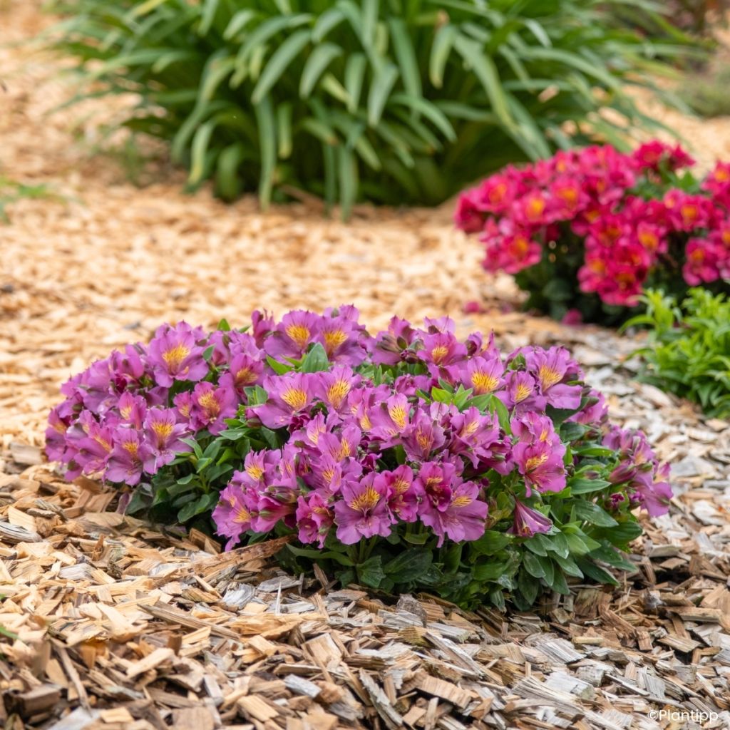 Alstroeméria Incalys Purple