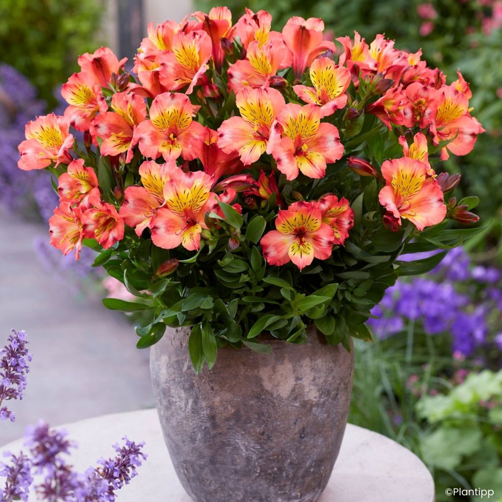 Alstroeméria Incalys Salmon