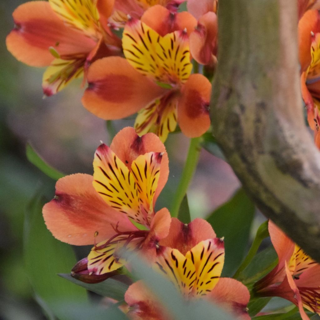 Alstroeméria Inticancha Bryce