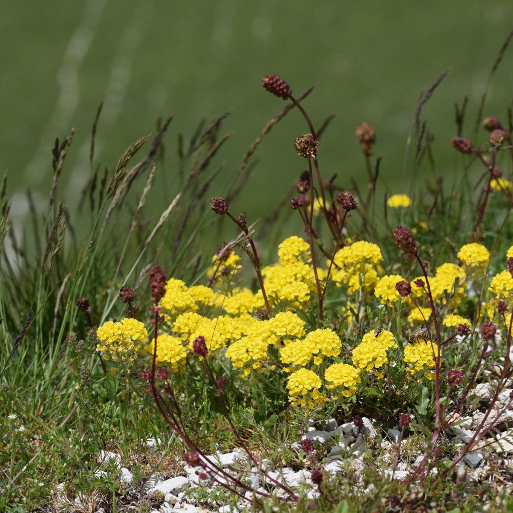 Alyssum montanum Berggold