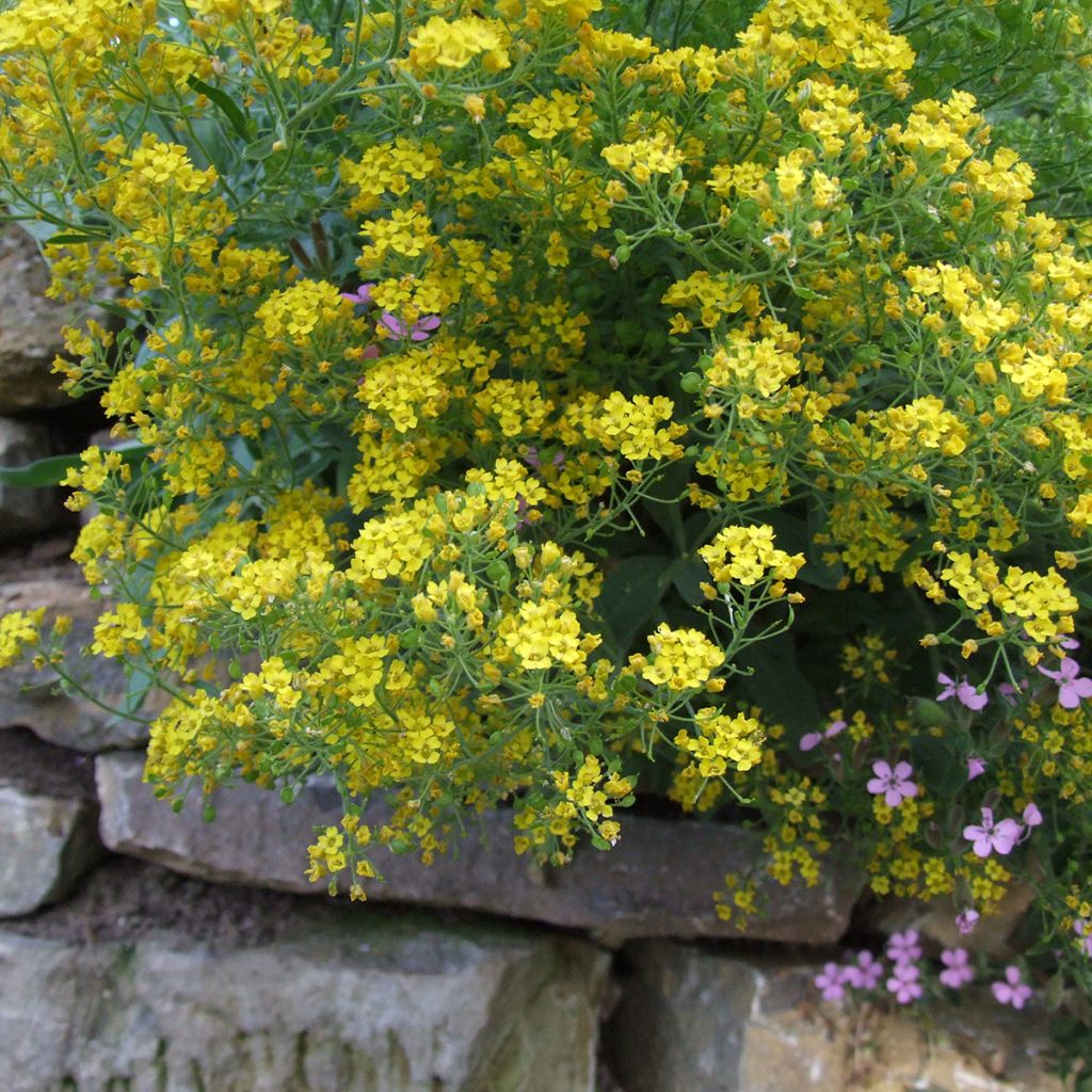 Alyssum montanum Berggold