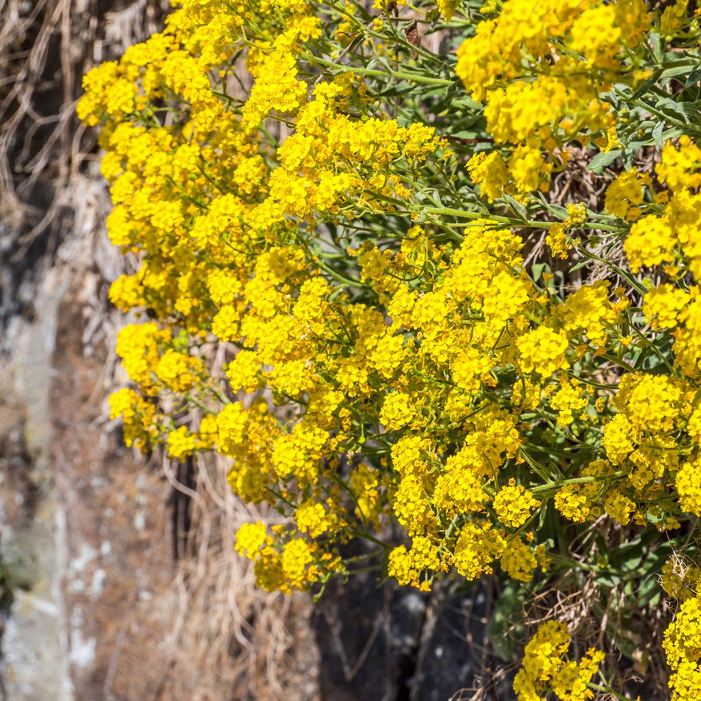 Alyssum saxatilis Goldkugel