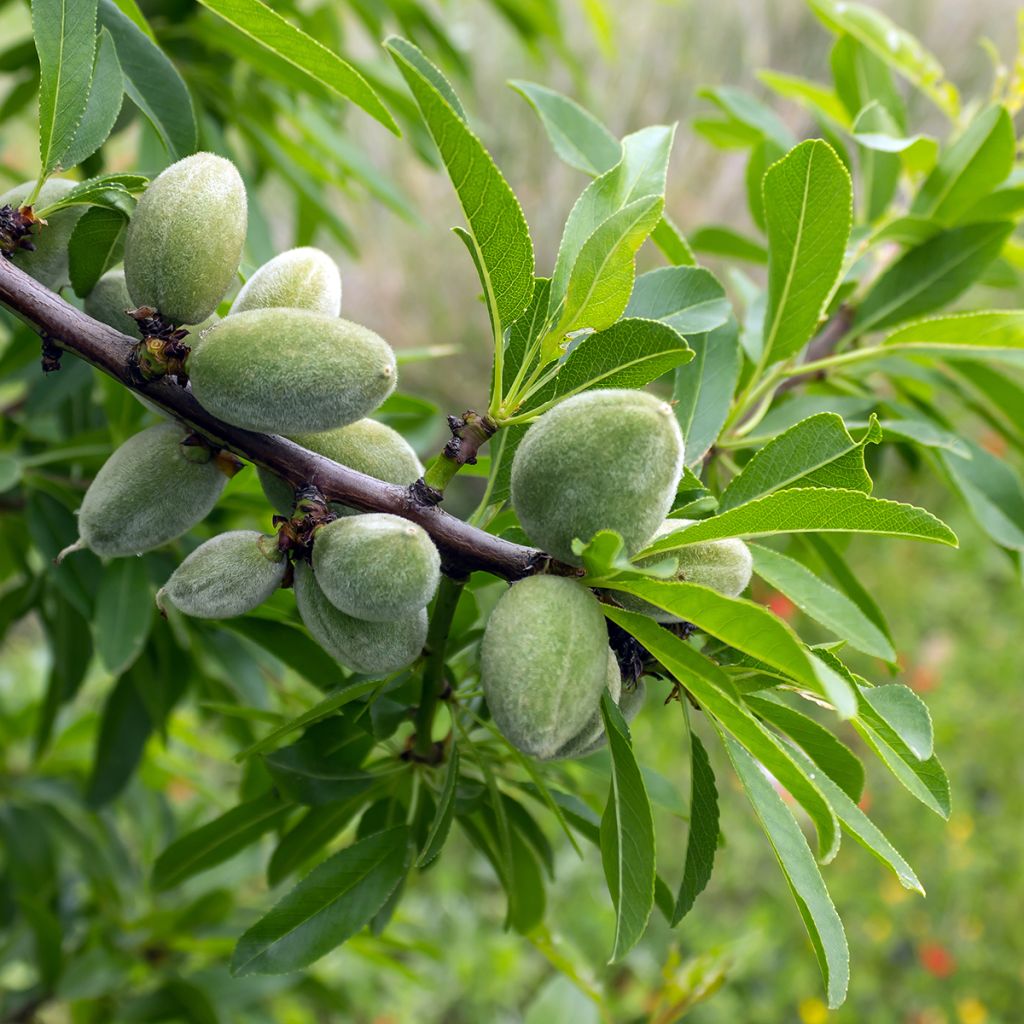 Amendoeira Makako autofértil - Prunus dulcis