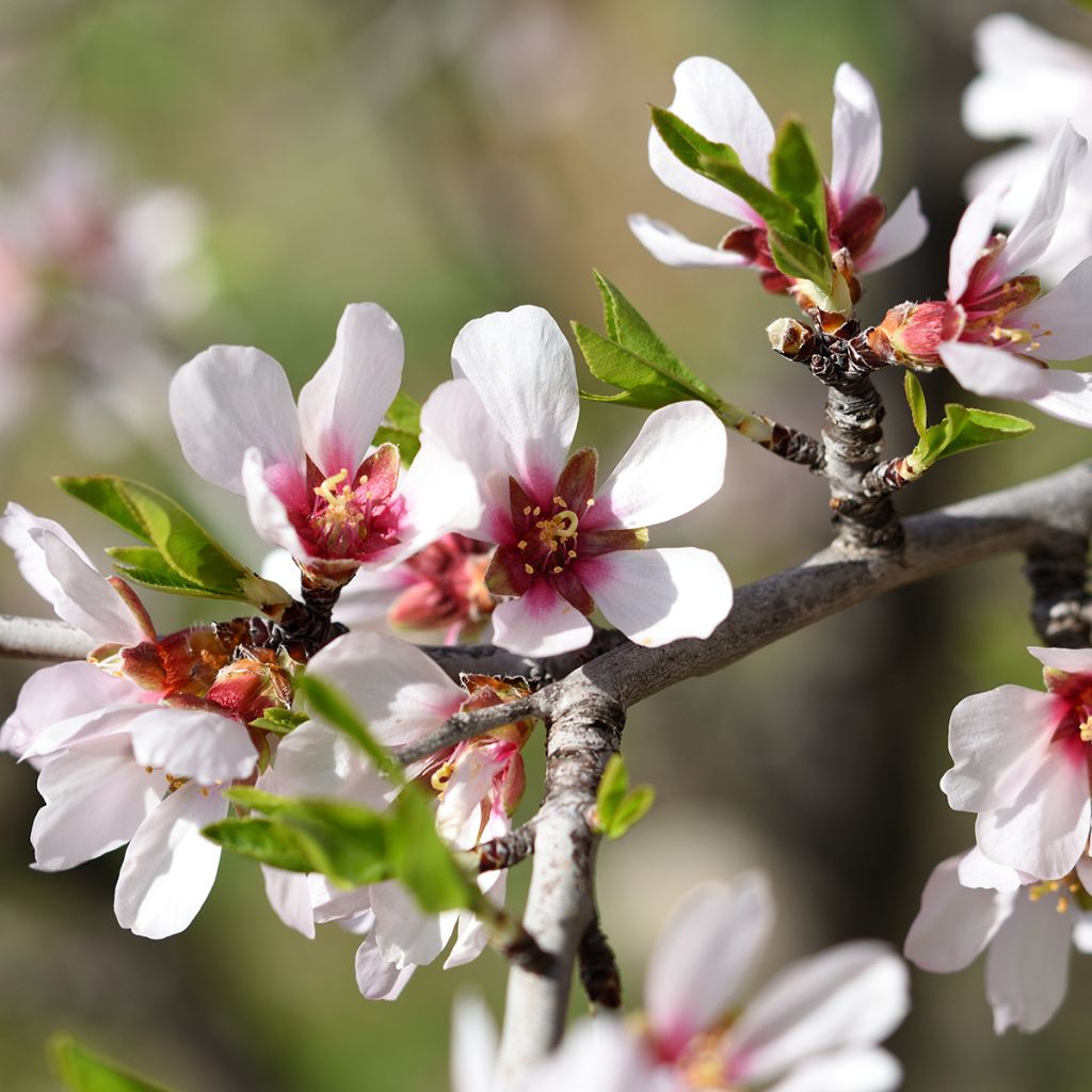 Amendoeira Makako autofértil - Prunus dulcis