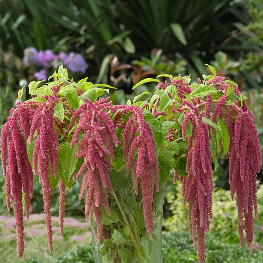 Amaranthus caudatus Coral Fountain em sementes