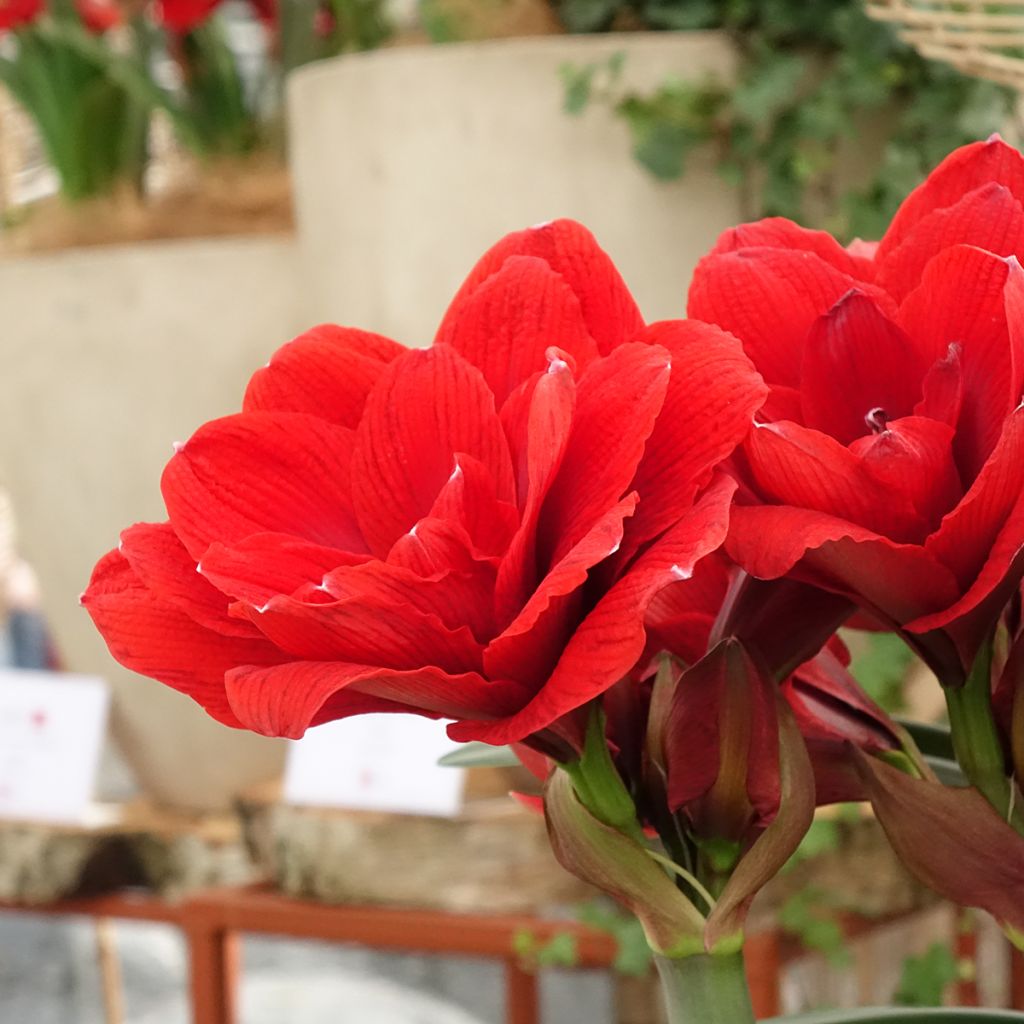 Amarílis Double Dragon