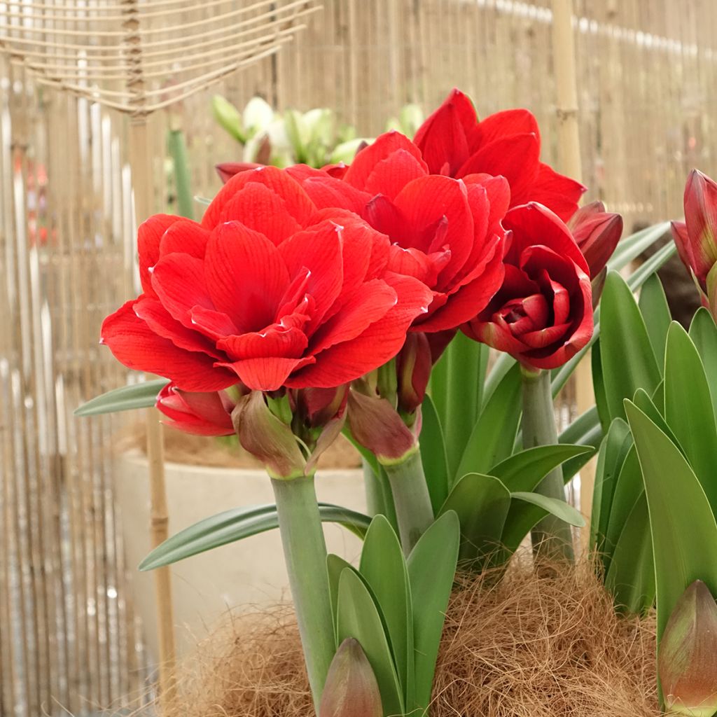 Amarílis Double Dragon