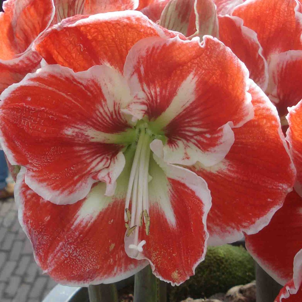 Amaryllis Samba - Hippeastrum