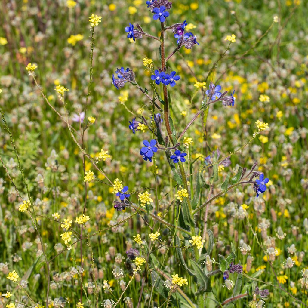 Anchusa azurea Feltham Pride - Âncusa-azul