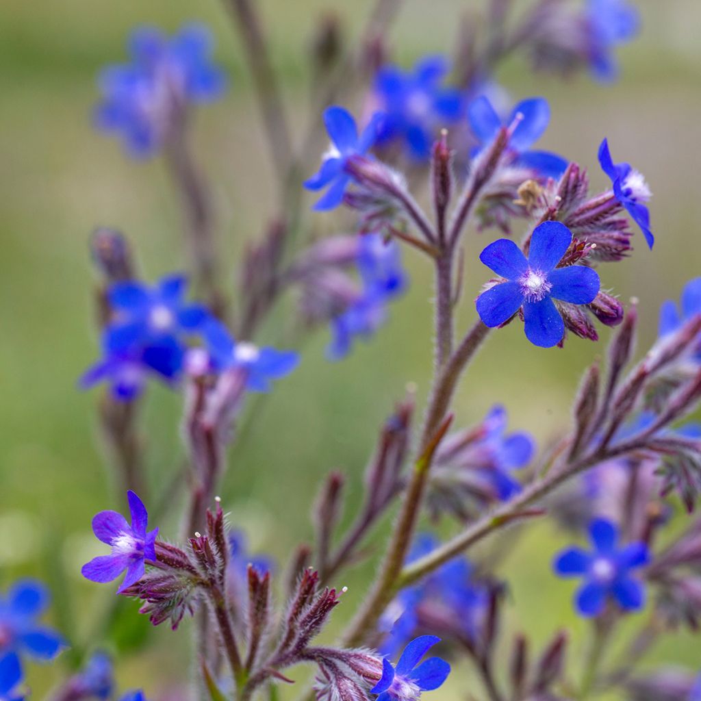 Anchusa azurea Feltham Pride - Âncusa-azul