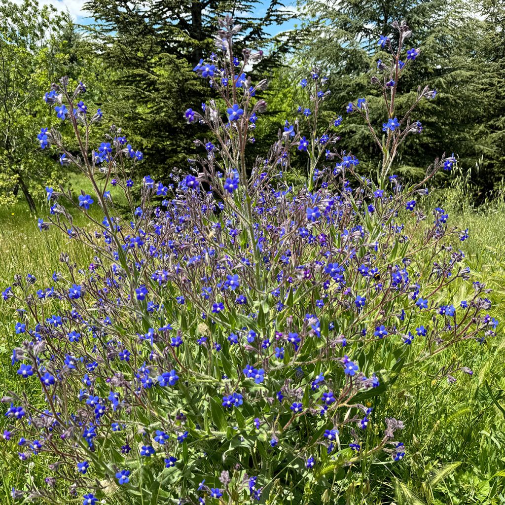 Anchusa azurea Feltham Pride - Âncusa-azul