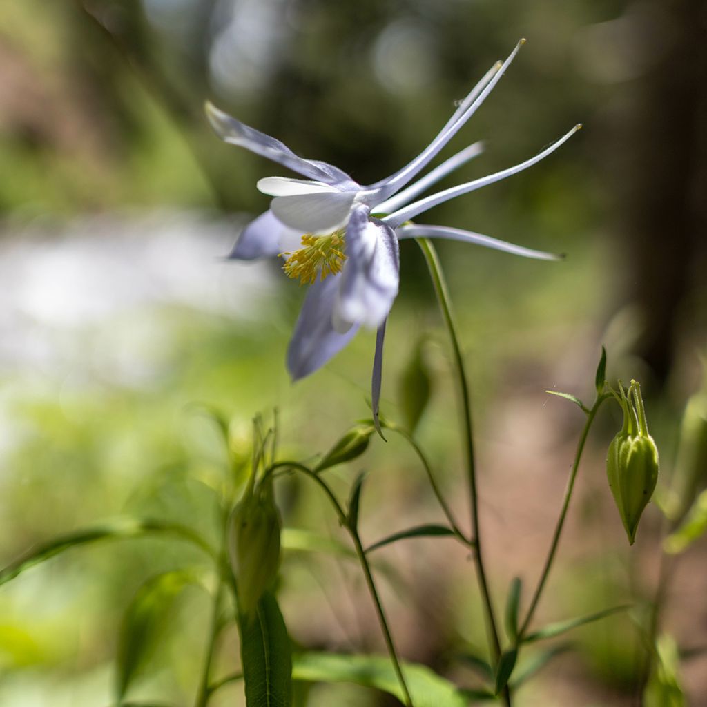 Aquilégia caerulea Snow Queen