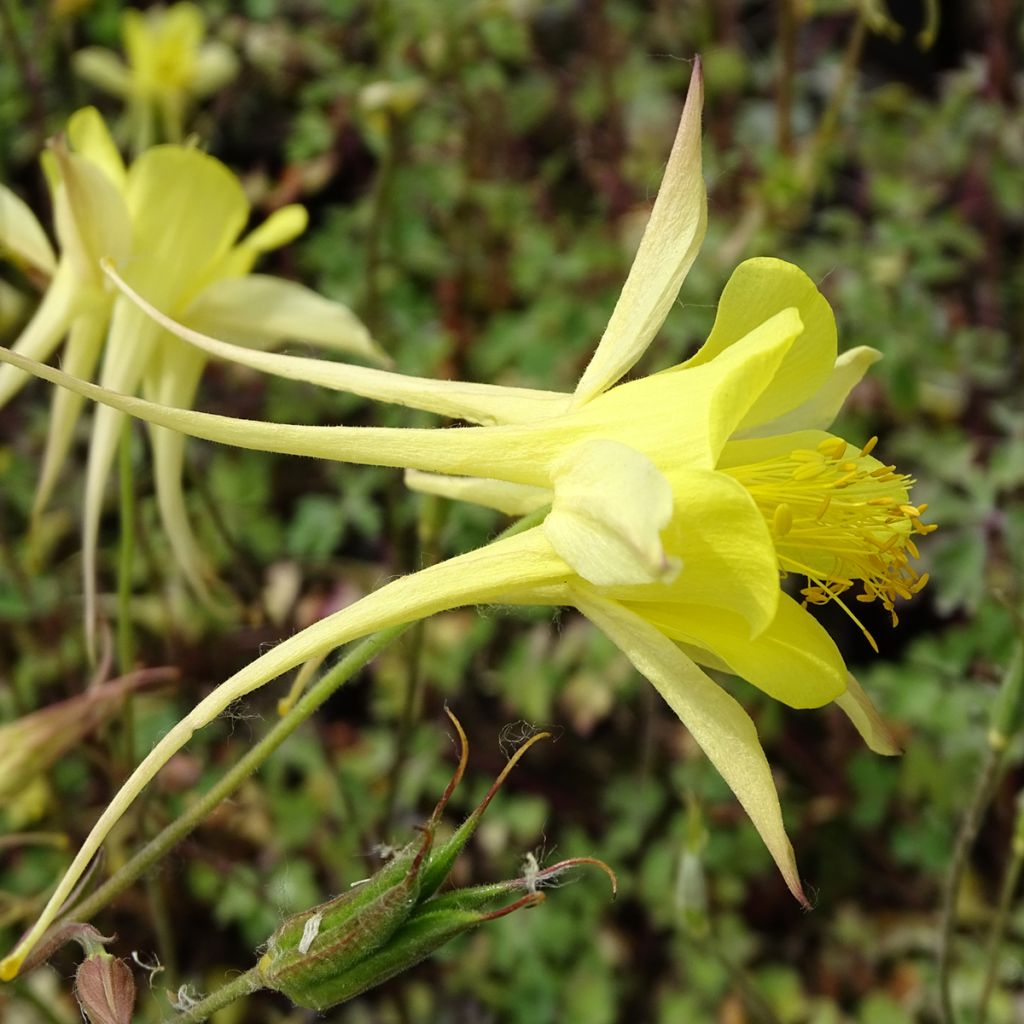 Aquilégia chrysantha Yellow Queen